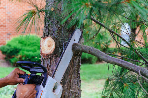 Why Choose Our Tree Removal Services in Ivins, UT?